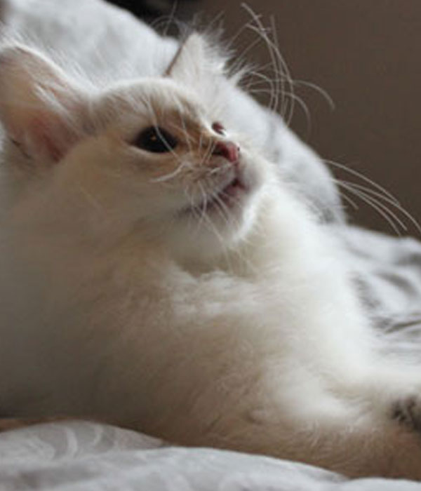 golden tabby point Siberian kitten